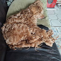  Australian Labradoodle 