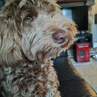  Australian Labradoodle 