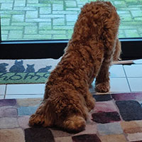  Australian Labradoodle 