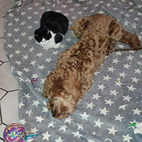  Australian Labradoodle 
