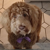  Australian Labradoodle 