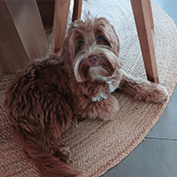  Australian Labradoodle 