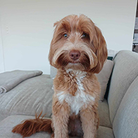  Australian Labradoodle 