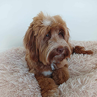  Australian Labradoodle 