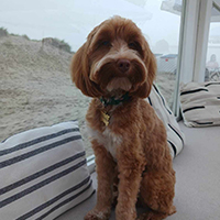  Australian Labradoodle 